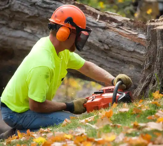 tree services Agency